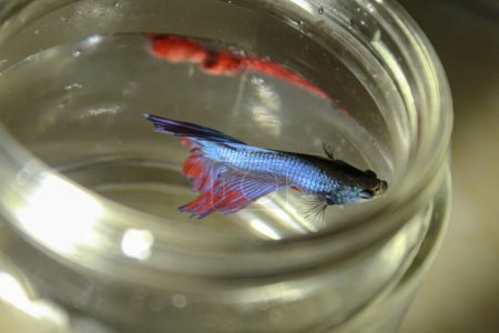 Blue betta fish with beautiful fins in a glass jar