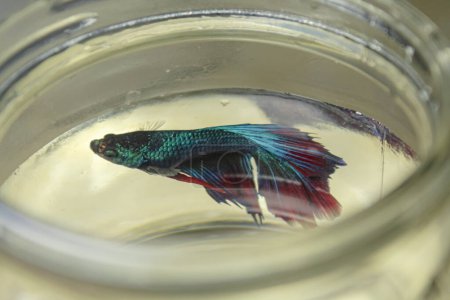 Photo for Blue betta fish with beautiful fins in a glass jar - Royalty Free Image