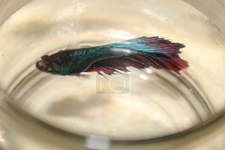 Blue betta fish with beautiful fins in a glass jar