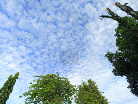 Sky with clouds, trees as foreground
