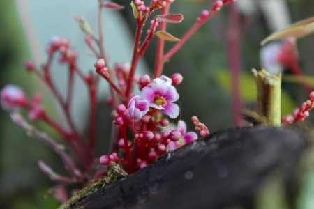 Flores de Starfruit, color rosa, fondo borroso