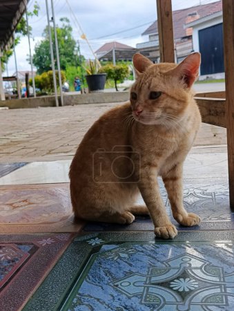 Foto de Un gato de casa con la apariencia de un gato de la calle - Imagen libre de derechos