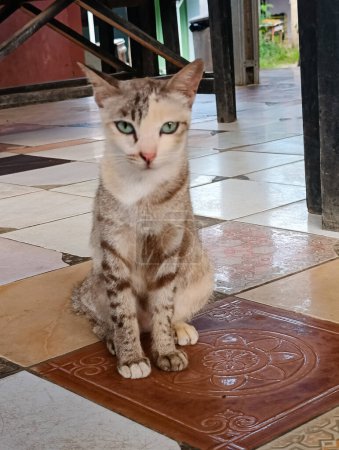 A house cat with the appearance of a street cat