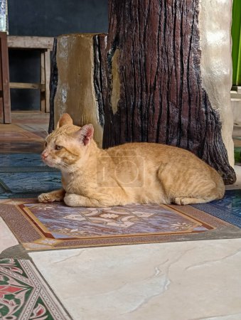 Foto de Un gato de casa con la apariencia de un gato de la calle - Imagen libre de derechos