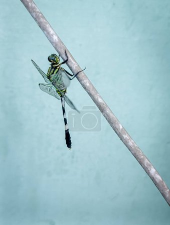Eine Libelle sitzt still auf einem Kabel