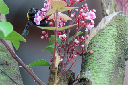 Las flores y hojas del árbol frutal estrella, hay un escarabajo chupando la miel