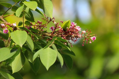Star fruit tree flowers and leaves