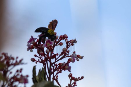 Silhouette of a beetle sucking star fruit flower honey