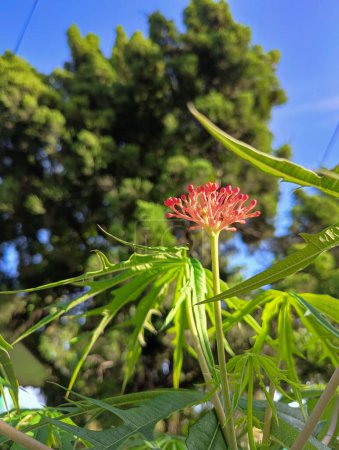 Tintir castor plant, the sap is used as wound medicine
