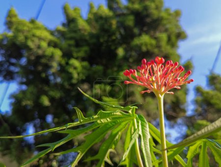 Tintir castor plant, the sap is used as wound medicine