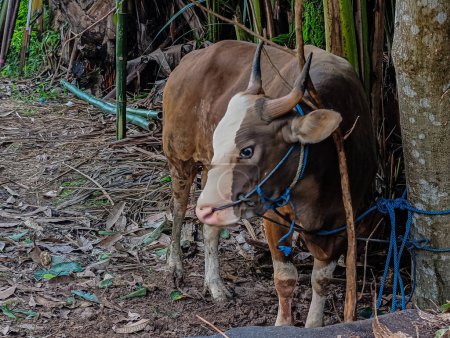 Las vacas como animales sacrificados están listas para ser sacrificadas
