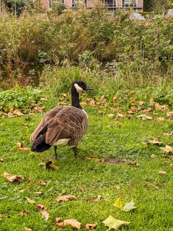 Téléchargez les photos : Bernache du Canada marchant sur l'herbe dans le parc en automne. - en image libre de droit