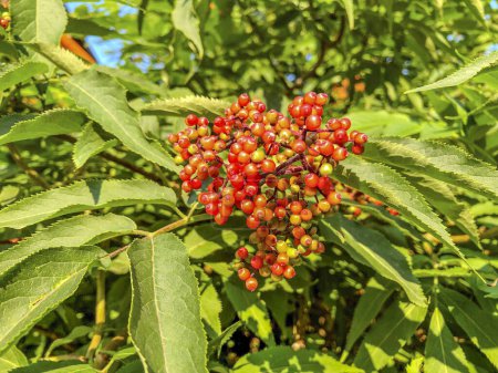 Photo for Red berries of elderberry (Sambucus nigra) - Royalty Free Image