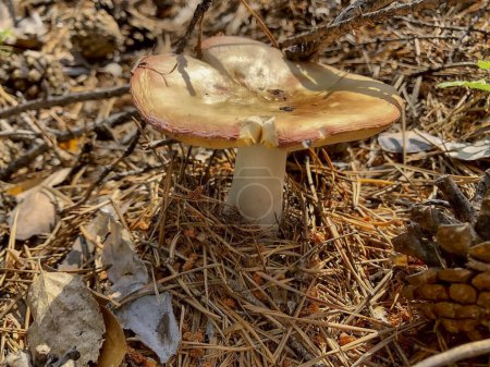 Photo for Mushroom in the autumn forest among the dry grass and needles - Royalty Free Image