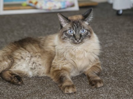 Photo for Siberian cat with blue eyes lying on the carpet at home - Royalty Free Image