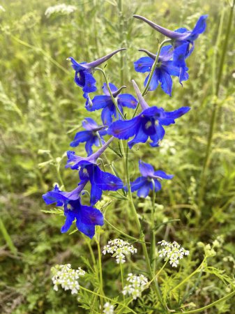 Fleurs de delphinium bleu dans la prairie d'été. Concentration sélective.