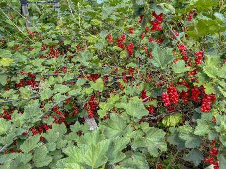 Foto de Grosellas rojas maduras creciendo en un arbusto en el jardín. - Imagen libre de derechos