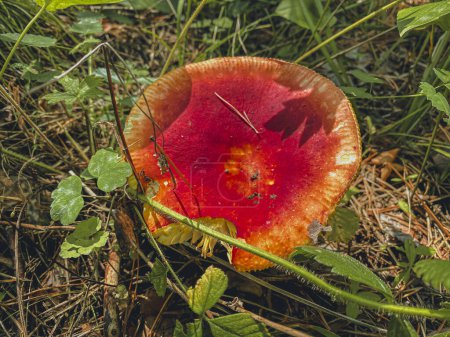 Ein essbarer leuchtend roter Pilz im Gras im Wald