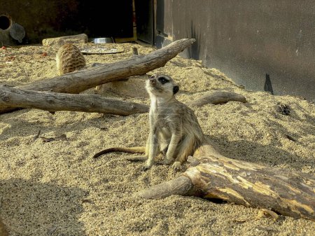 Photo for Meerkat or suricate sitting on the ground in a zoo - Royalty Free Image