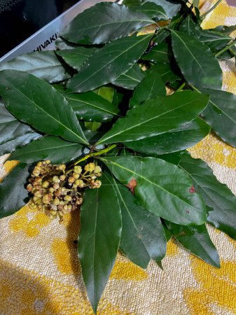 Laurel, Laurus nobilis, is a medicinal plant