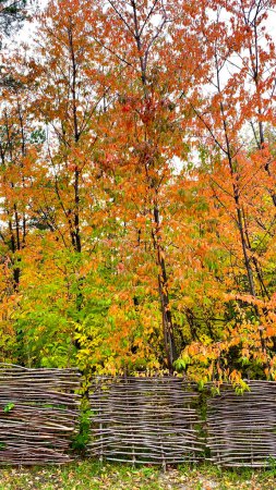 Foto de Paisaje otoñal con árboles de colores y valla de madera en el parque. - Imagen libre de derechos