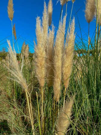 pampas grass against the blue sky, closeup of photo