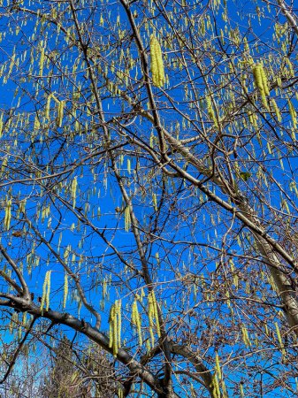 Blühende Haselnusszweige gegen den blauen Himmel im zeitigen Frühling.