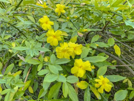 Gelbe Blüten von Allamanda cathartica im Garten.
