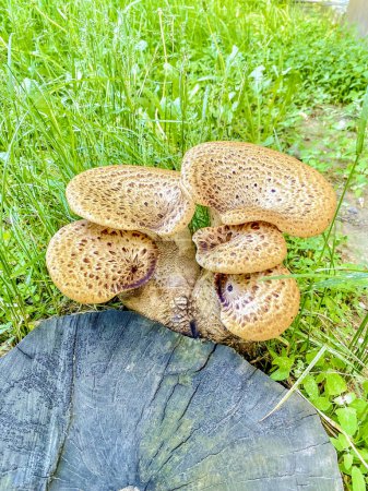Photo for Edible mushrooms on a stump in the grass, close-up - Royalty Free Image