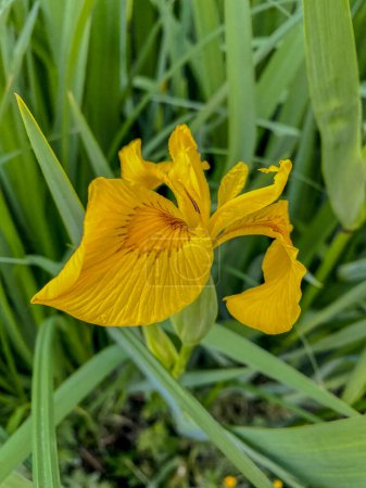 Yellow iris flower on a background of green grass in spring.