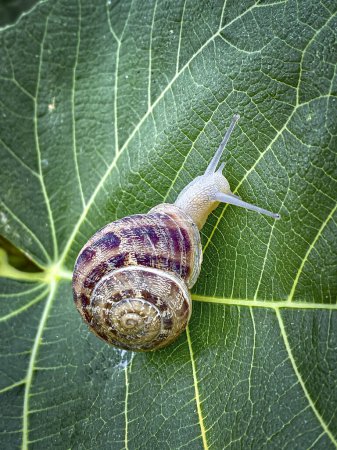 Photo for Snail on a green leaf in the garden. Close up. - Royalty Free Image