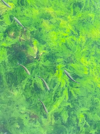 A group of small fish swimming in a pond with green algae.