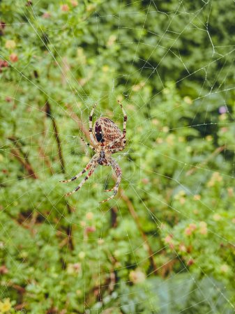 Spider on the web in the forest. Argiope bruennichi