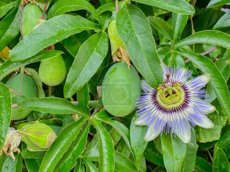 close up of passion fruit and flower