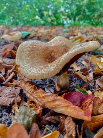 Close-up of a mushroom in the autumn forest with fallen leaves