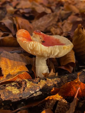 Mushroom in the autumn forest, close-up, macro
