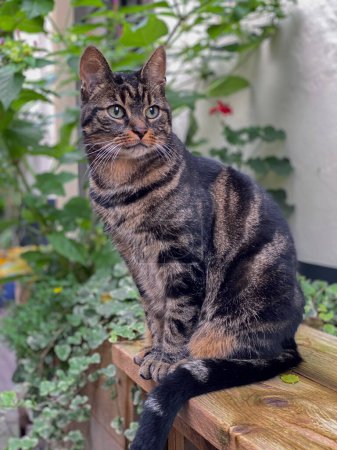 Portrait of a tabby cat sitting on a wooden bench.