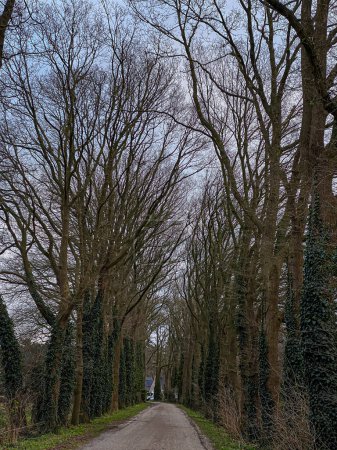 Téléchargez les photos : Avenue d'arbres dans le parc en hiver avec des branches nues. - en image libre de droit
