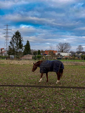 Horse in a field with a cloudy sky in the background.