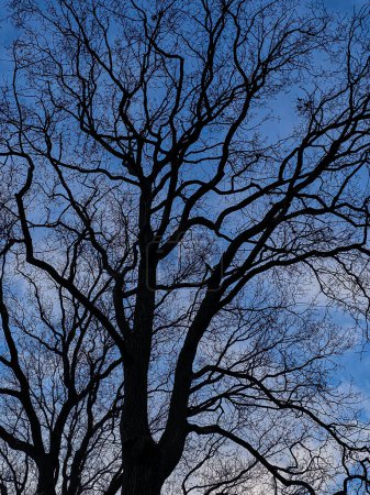 Silhouette of a bare tree against a blue sky in winter