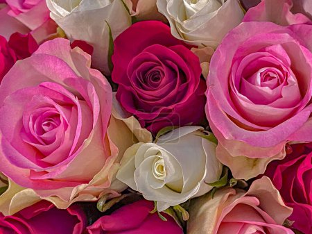 Photo for Pink and white roses in a bridal bouquet as a background - Royalty Free Image