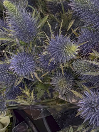 Eryngium vulgare, also known as prickly thistle, is a species of flowering plant in the family Asteraceae.