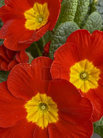 beautiful red primula flowers close-up, spring background.