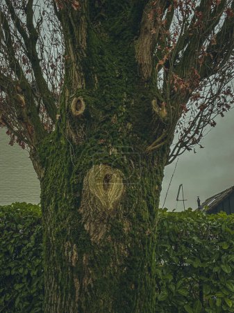 Old tree with a hole in it in the form of a heart