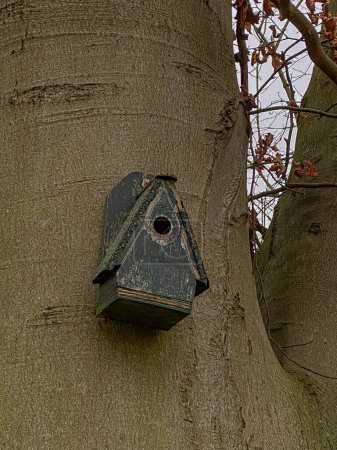 A birdhouse on a tree in the forest. Close-up.