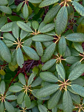 Green rhododendron leaves in the background, top view
