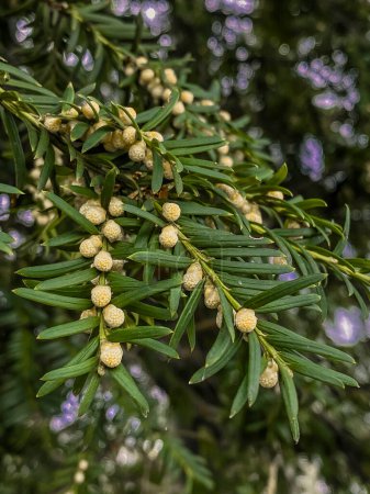 Detail of a branch of a yew tree with flowers.