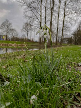 Snowdrop (Galanthus nivalis) flowers growing in the grass