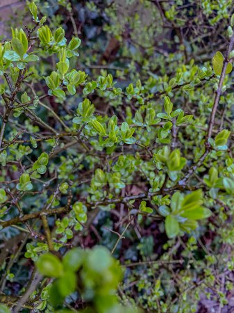 Eine Nahaufnahme von grünen Blättern auf einem Busch mit verschwommenem Hintergrund
