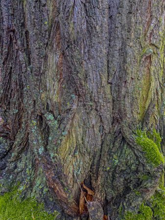 Baumrindenstruktur mit grünem Moos und Flechten. Natürlicher Hintergrund.
